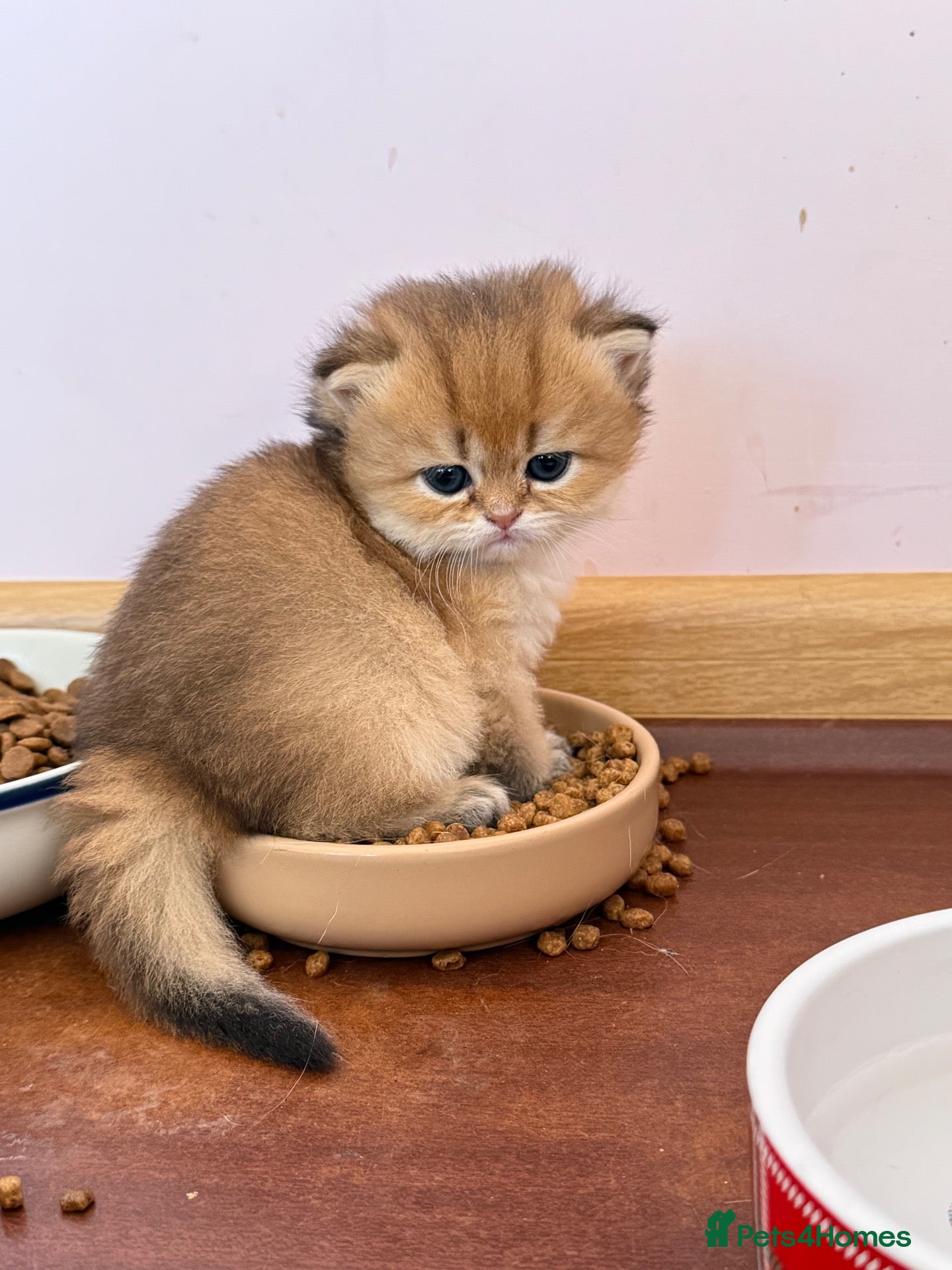 British Shorthair cats 🌟PREMIUM GOLDEN BRITISH SHORT/LONGHAIRS 🌟 - Advert 1