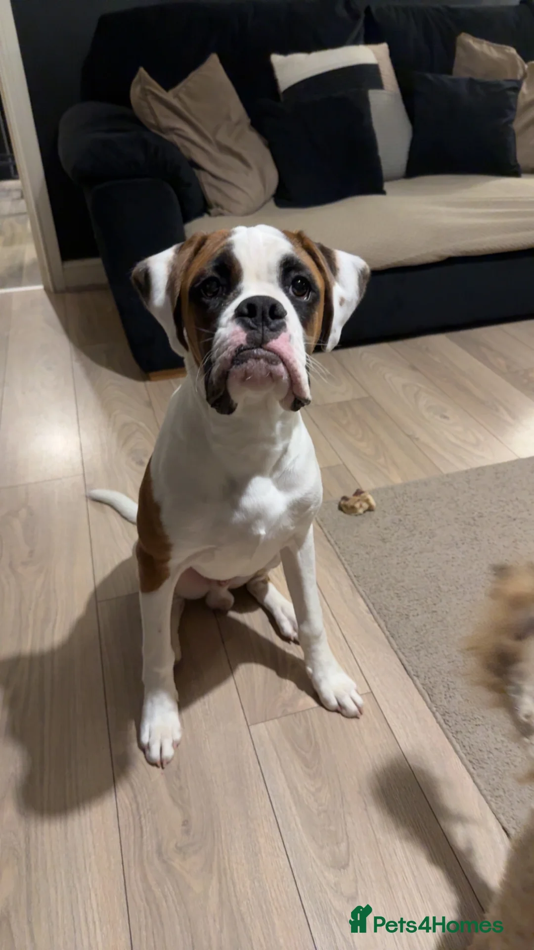 Boxer dogs for sale: Male boxer 1 year old - Advert 1