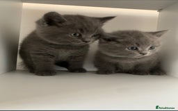 British Shorthair cats for sale: Beautiful British shorthair boys READY TO GO - Image 5