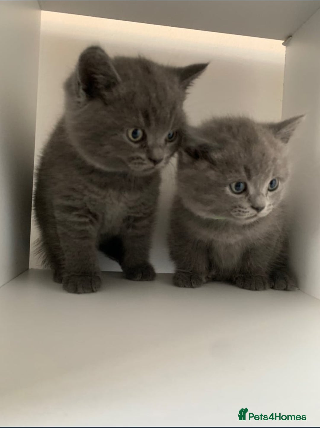 British Shorthair cats for sale: Beautiful British shorthair boys READY TO GO - Image 5