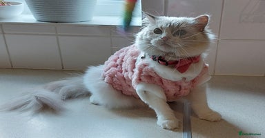 Ragdoll cats - Advert 9