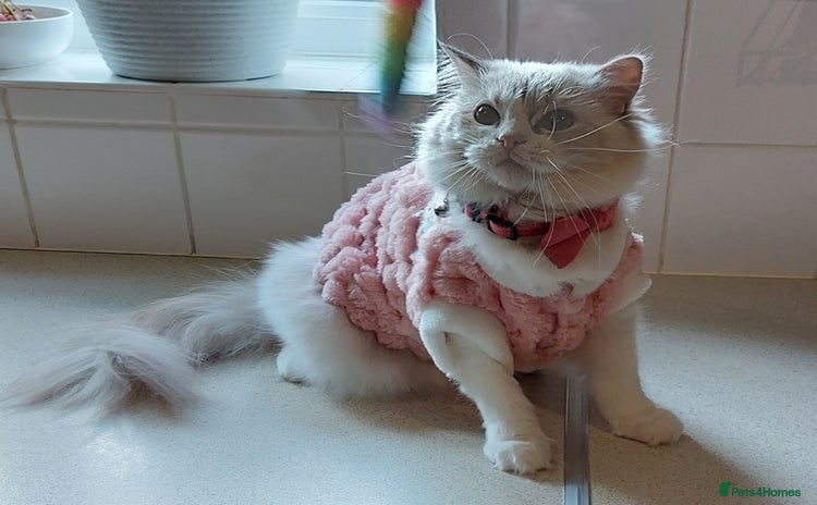 Ragdoll cats - Advert 4