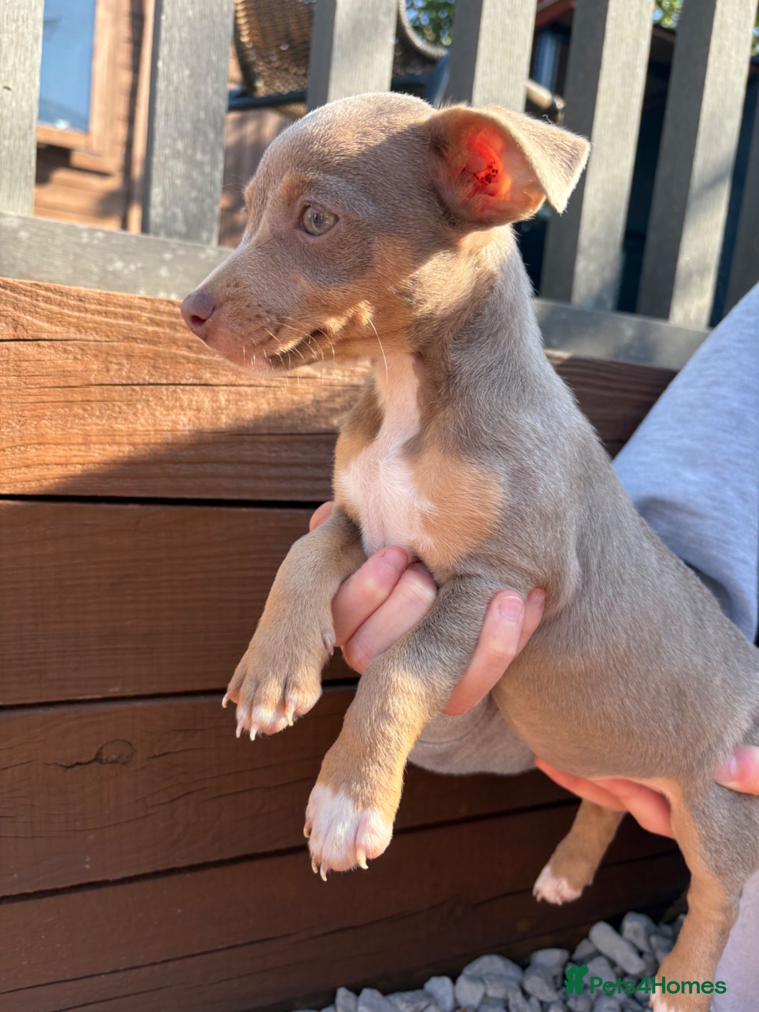 Jack Russell dogs  Lilac&Tan Jack Russell Pups READY NOW 💜 - Advert 3