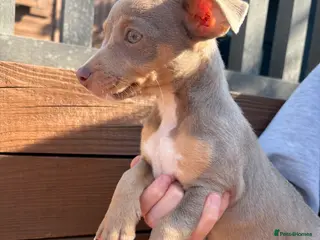 Jack Russell dogs Lilac&Tan Jack Russell Pups READY NOW 💜 - Advert 3
