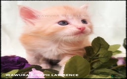 Siberian cats for sale: Siberian Kittens Available for Reservation!  - Image 12