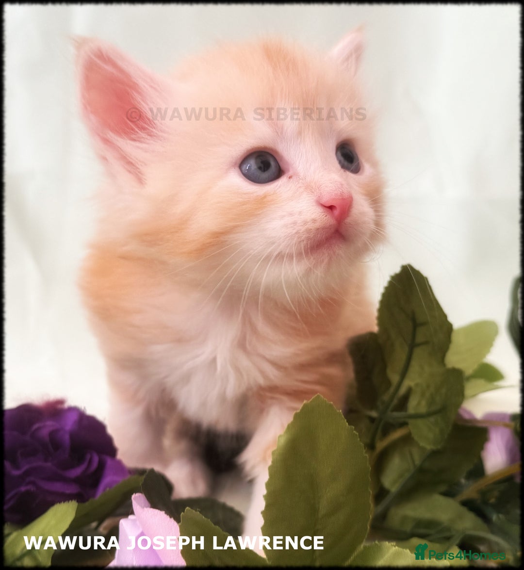 Siberian cats for sale: Siberian Kittens Available for Reservation!  - Image 12
