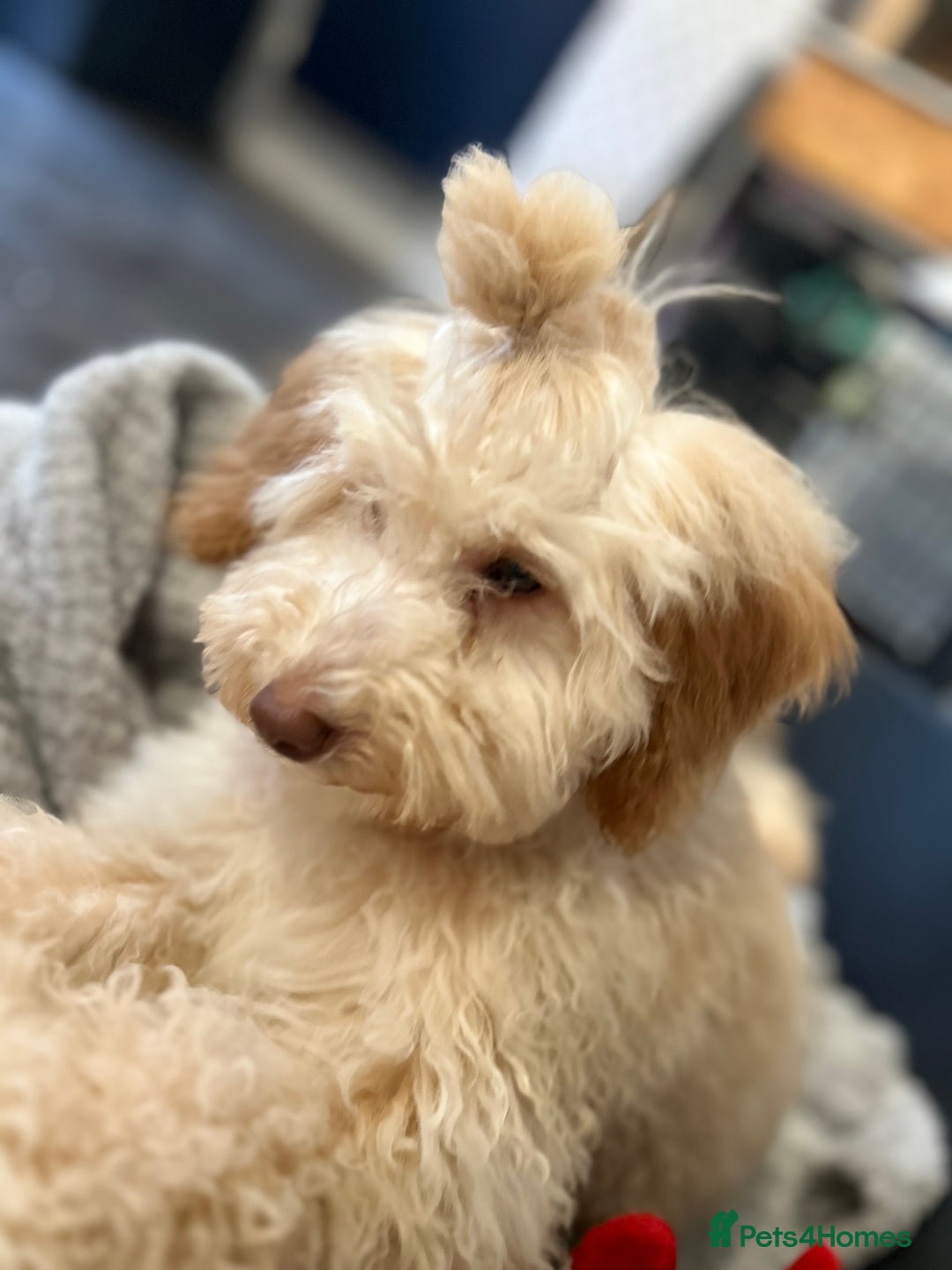 Mixed Breed dogs for sale: Miniature Poodle Female Pup  - Advert 3
