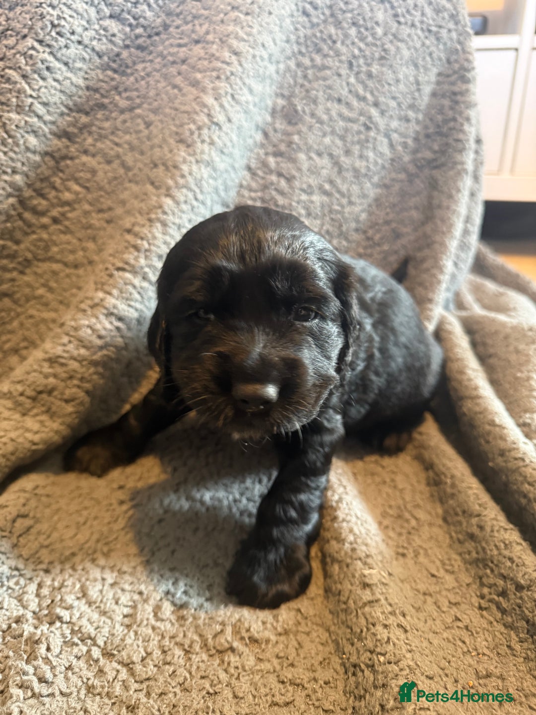 Mixed Breed dogs for sale: SprockerPoo Puppies ready 16/12 - Advert 10