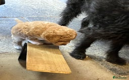 Australian Labradoodle dogs for sale: Stunning miniature Australian labradoodles - Image 9