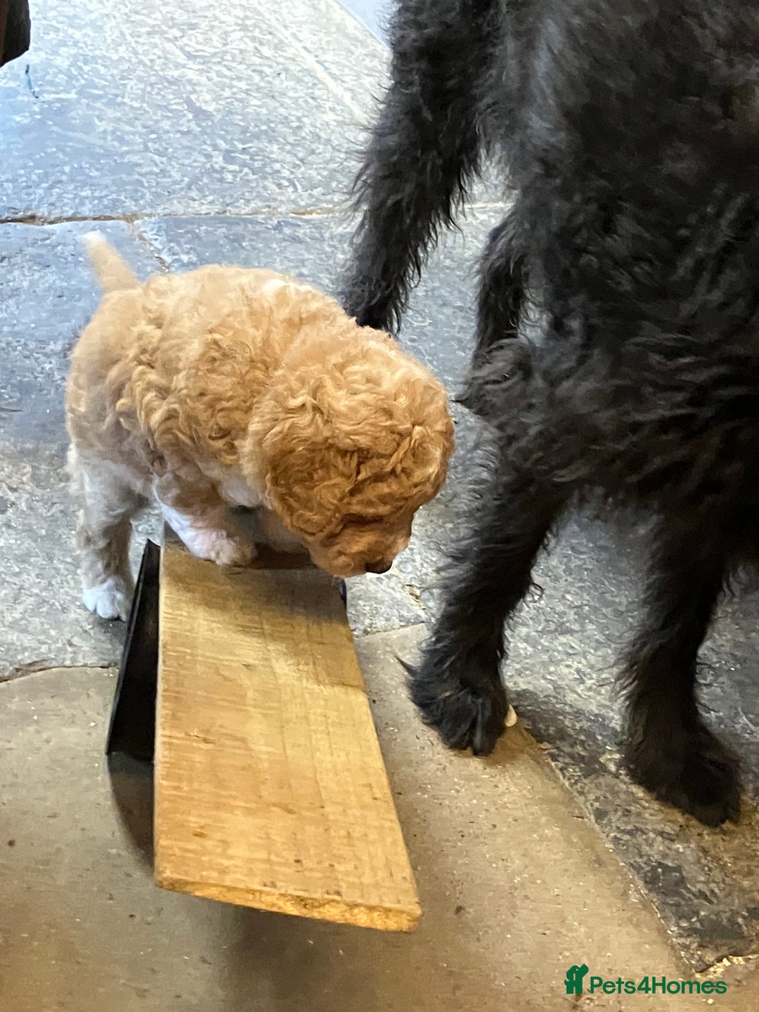 Australian Labradoodle dogs for sale: Stunning miniature Australian labradoodles - Image 9
