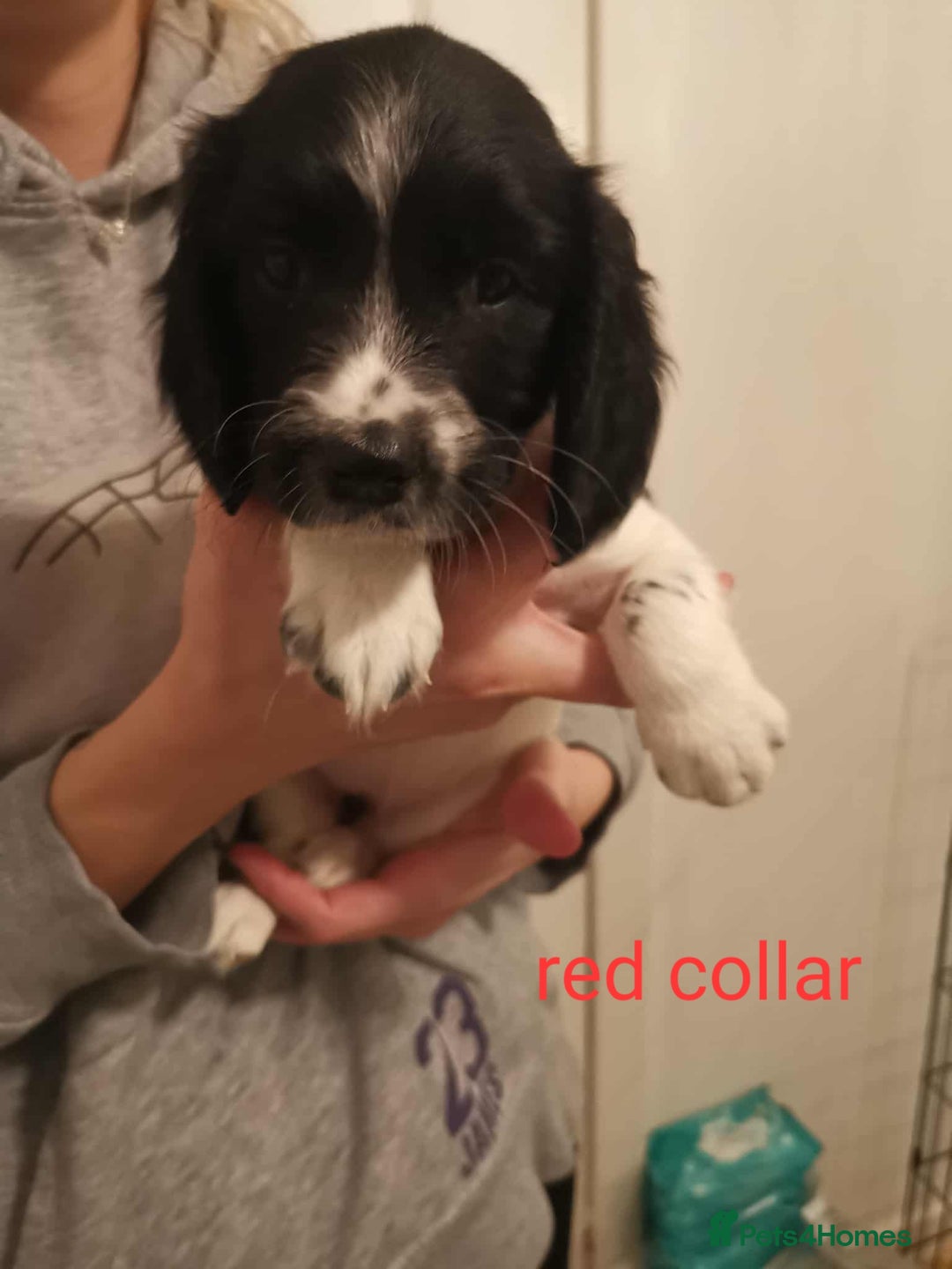 English Springer Spaniel dogs for sale: 🐶 Chunky Springer Spaniel Puppies 🏡 - Advert 7