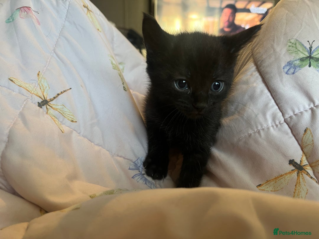 Mixed Breed cats for sale: Adorable kittens - Image 4