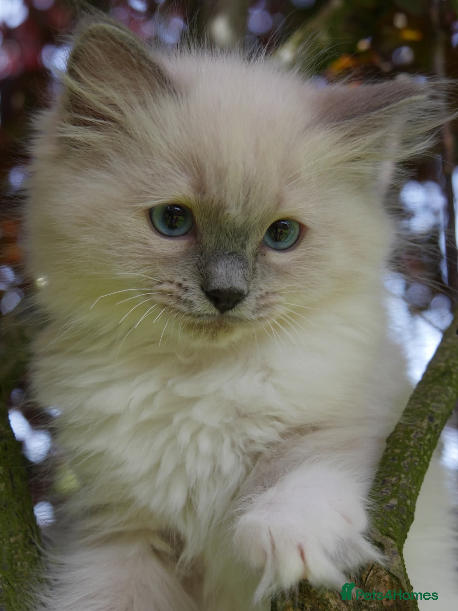 Ragdoll cats for sale: Beautiful ragdolls are looking for a forever home  - Advert 26