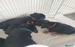 Mixed Breed dogs for sale: Cocker bull puppies for sale  - Image 2