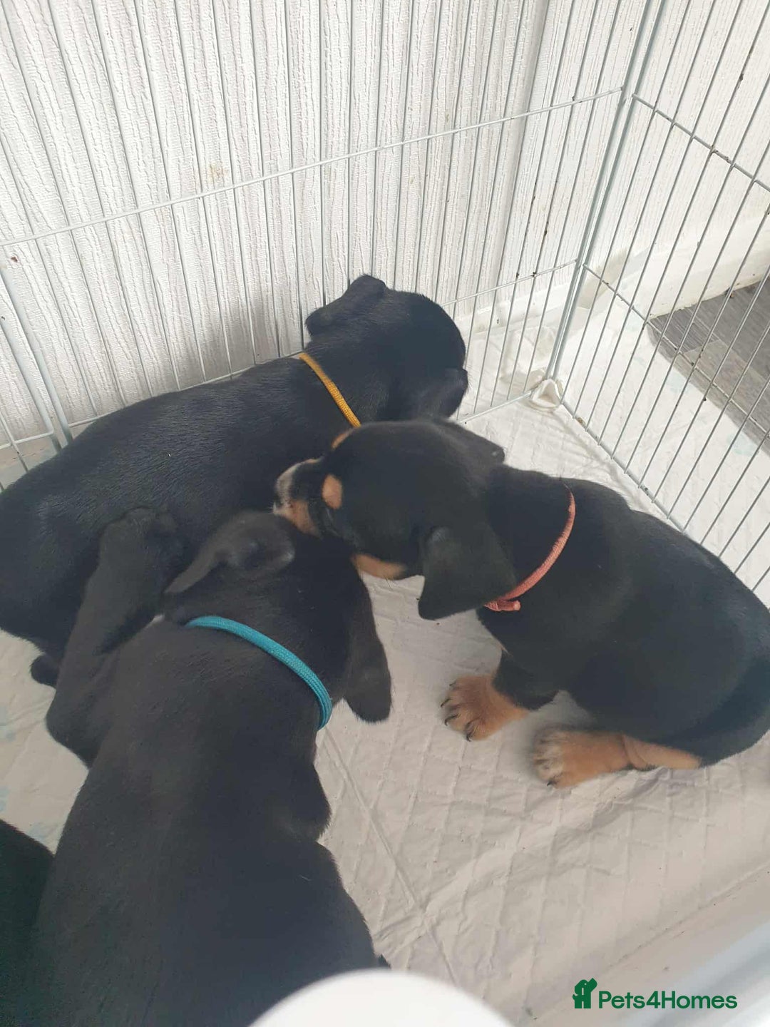 Mixed Breed dogs for sale: Cocker bull puppies for sale  - Image 2