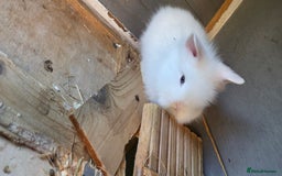 Lionhead rabbits for sale: Three beautiful purebred lion head babies  - Image 6