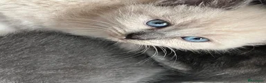 Russian Blue 4
