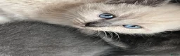 Russian Blue cats for sale: 🐾 Russian Blue Kittens – 5 Beautiful Females 🐾 - Advert 12