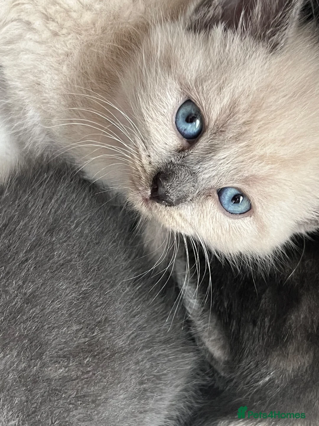Russian Blue cats for sale: 🐾 Russian Blue Kittens – 5 Beautiful Females 🐾 - Advert 12