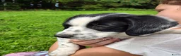 Mixed Breed dogs for sale: Border Collie x Cocker Spaniel  - Advert 8
