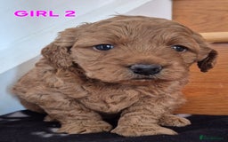 Mini Goldendoodle dogs for sale: F1b Red Miniature Goldendoodles tested parents - Image 6