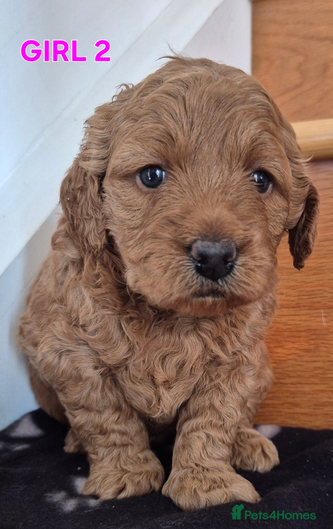 Mini Goldendoodle dogs for sale: F1b Red Miniature Goldendoodles tested parents - Image 6