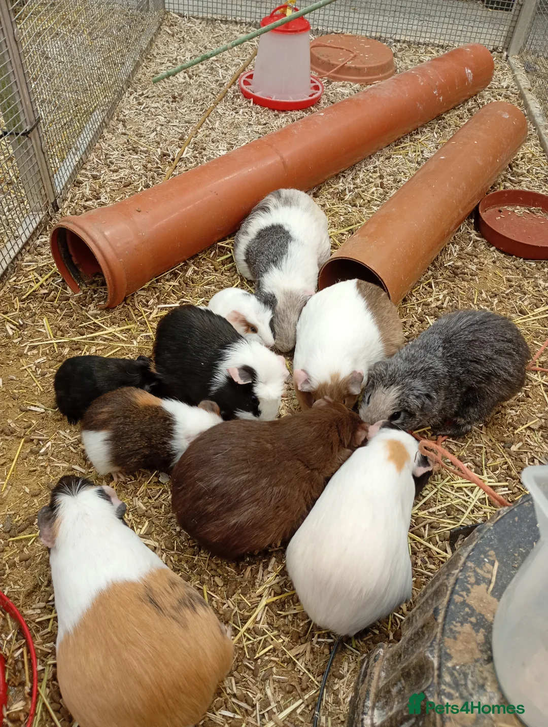 Guinea Pig rodents for sale: Guinea pigs mixed sexes. - Advert 1
