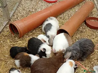 Guinea Pig rodents Guinea pigs mixed sexes. - Advert 1
