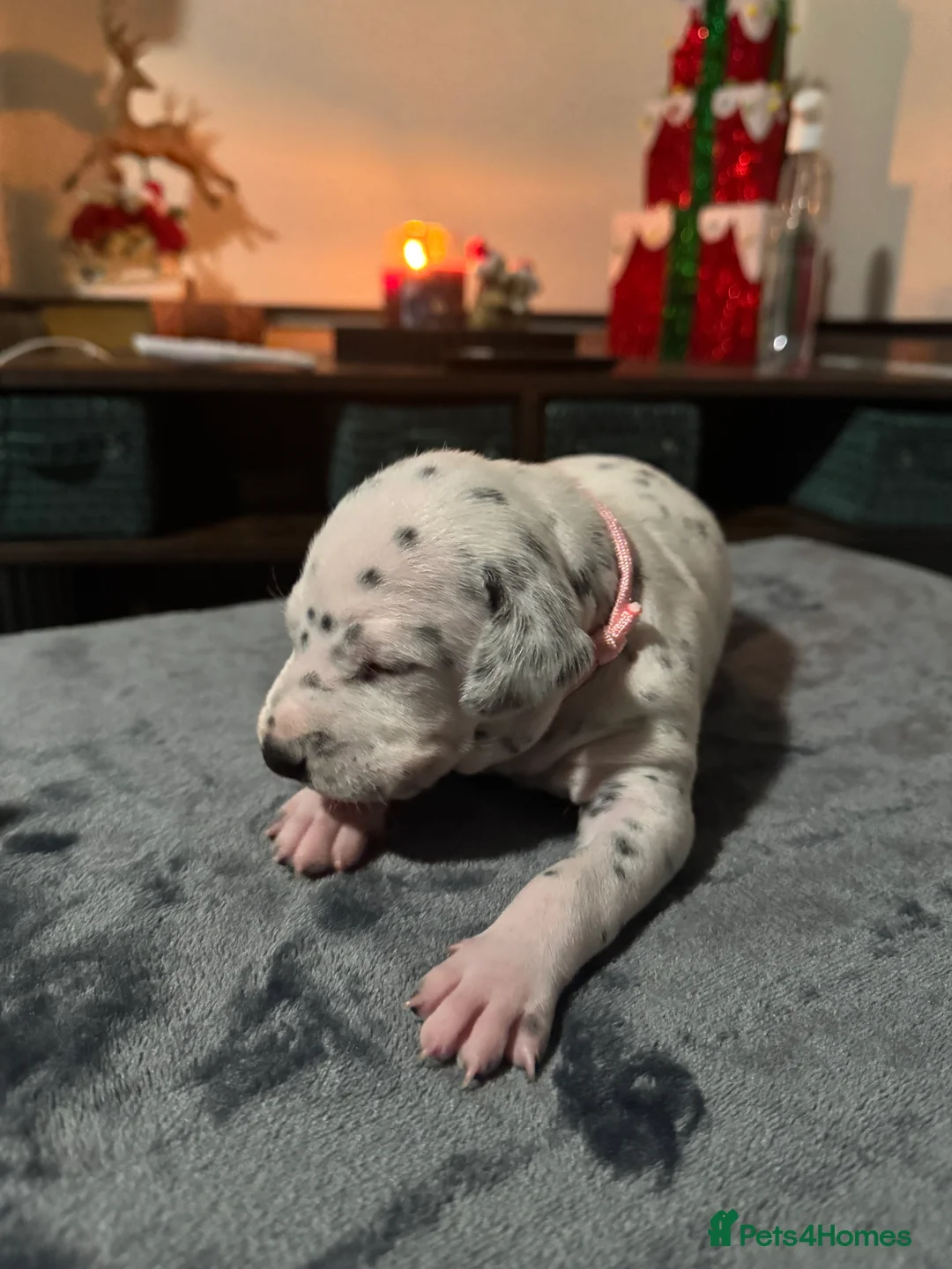 Dalmatian dogs for sale: 1 Boy Left!!! (KC Registered dalmatian pups)!!) - Advert 21