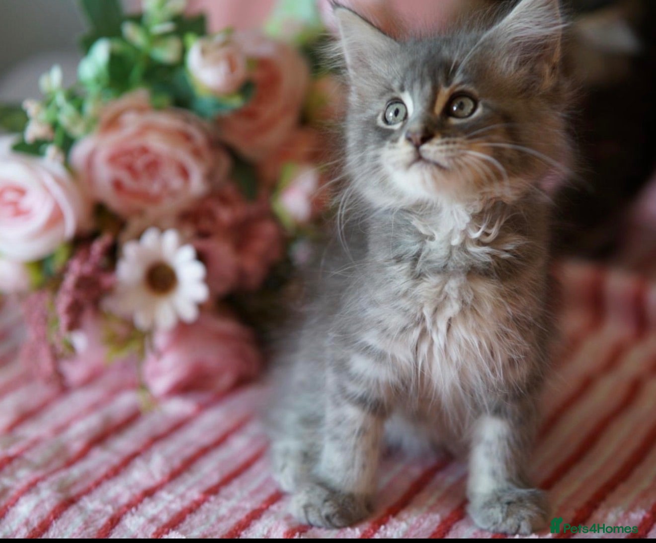 Maine Coon cats REDUCED  MAINECOON KITTENS READY NOW 1 boy 2 girls - Advert 11