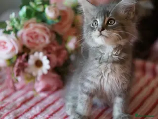 Maine Coon cats REDUCED MAINECOON KITTENS READY NOW 1 boy 2 girls - Advert 11