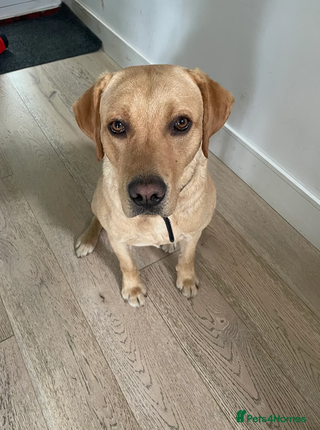 Labrador Retriever dogs for stud: KC registered Labrador Retriever Stud  - Advert 2