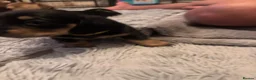 Dachshund dogs for sale: Miniature Dachshund puppies - Advert 6