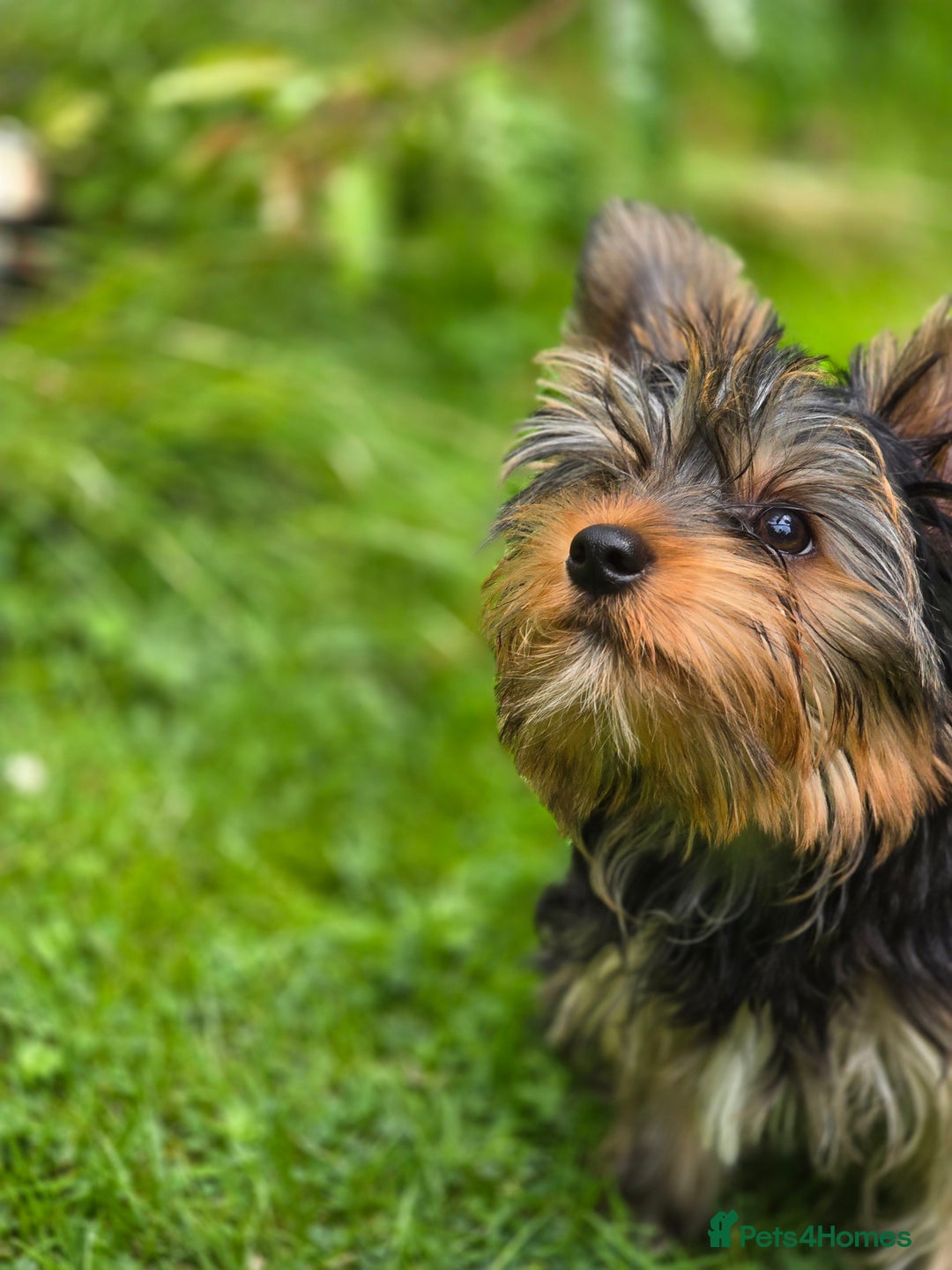 Yorkshire Terrier dogs for sale: Yorkshire terrier for sale 🐶🐶🐶 in Johnstone - Image 13