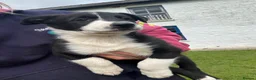 Welsh Collie dogs for sale: 3 sheep dog puppies for sale  in Merthyr Tydfil - Advert 6