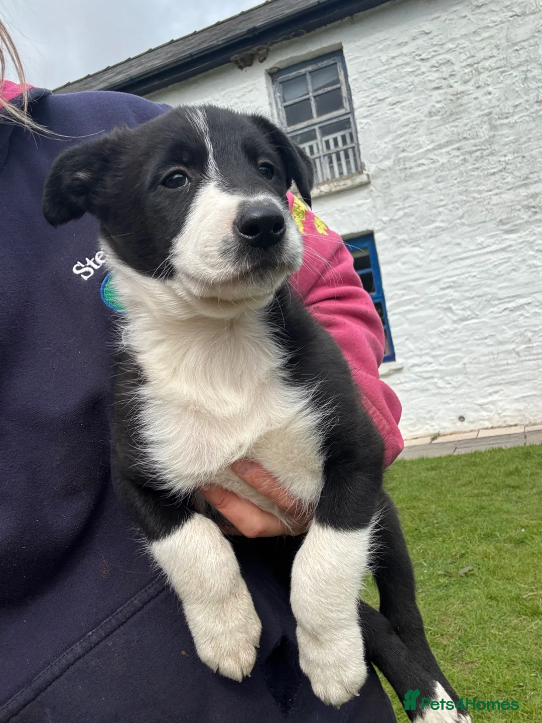Welsh Collie dogs for sale: 3 sheep dog puppies for sale  in Merthyr Tydfil - Advert 6