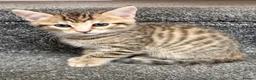 Mixed Breed cats for sale: BENGAL X DSH X BSH ADORABLE FLUFFY KITTEN - Advert 21