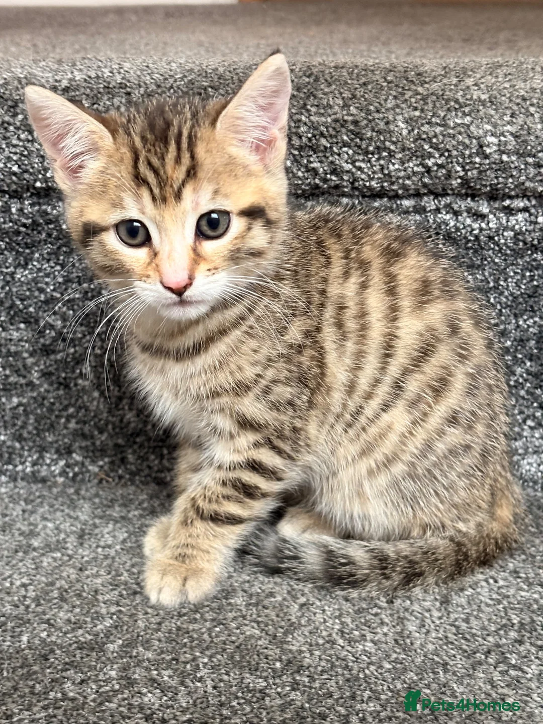 Mixed Breed cats for sale: BENGAL X DSH X BSH ADORABLE FLUFFY KITTEN - Advert 21