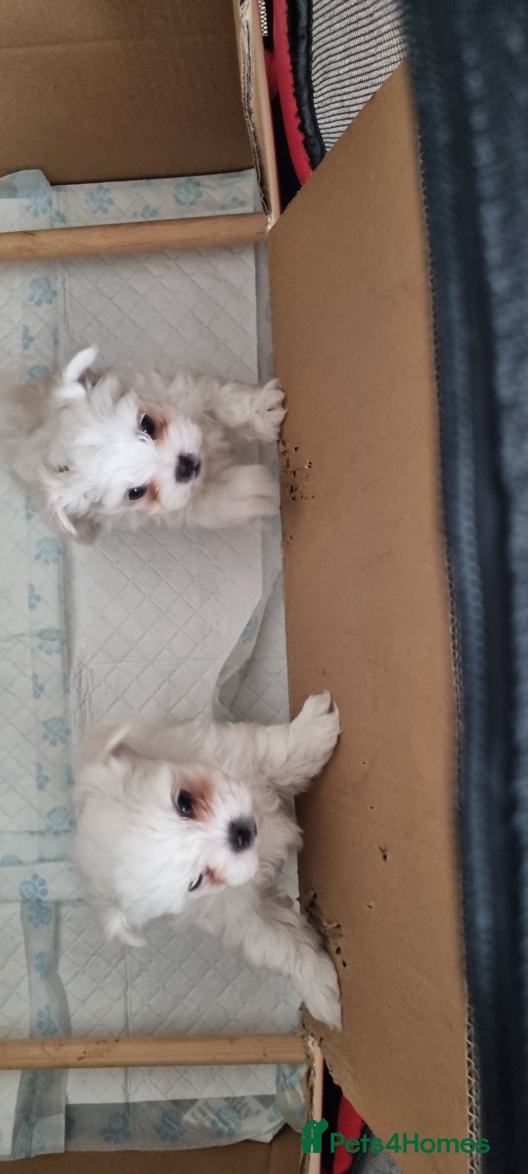 Maltese dogs for sale: Beautiful miniature maltese puppies  - Image 5