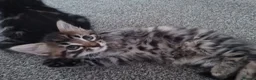 Mixed Breed cats for sale: Kittens - Advert 20