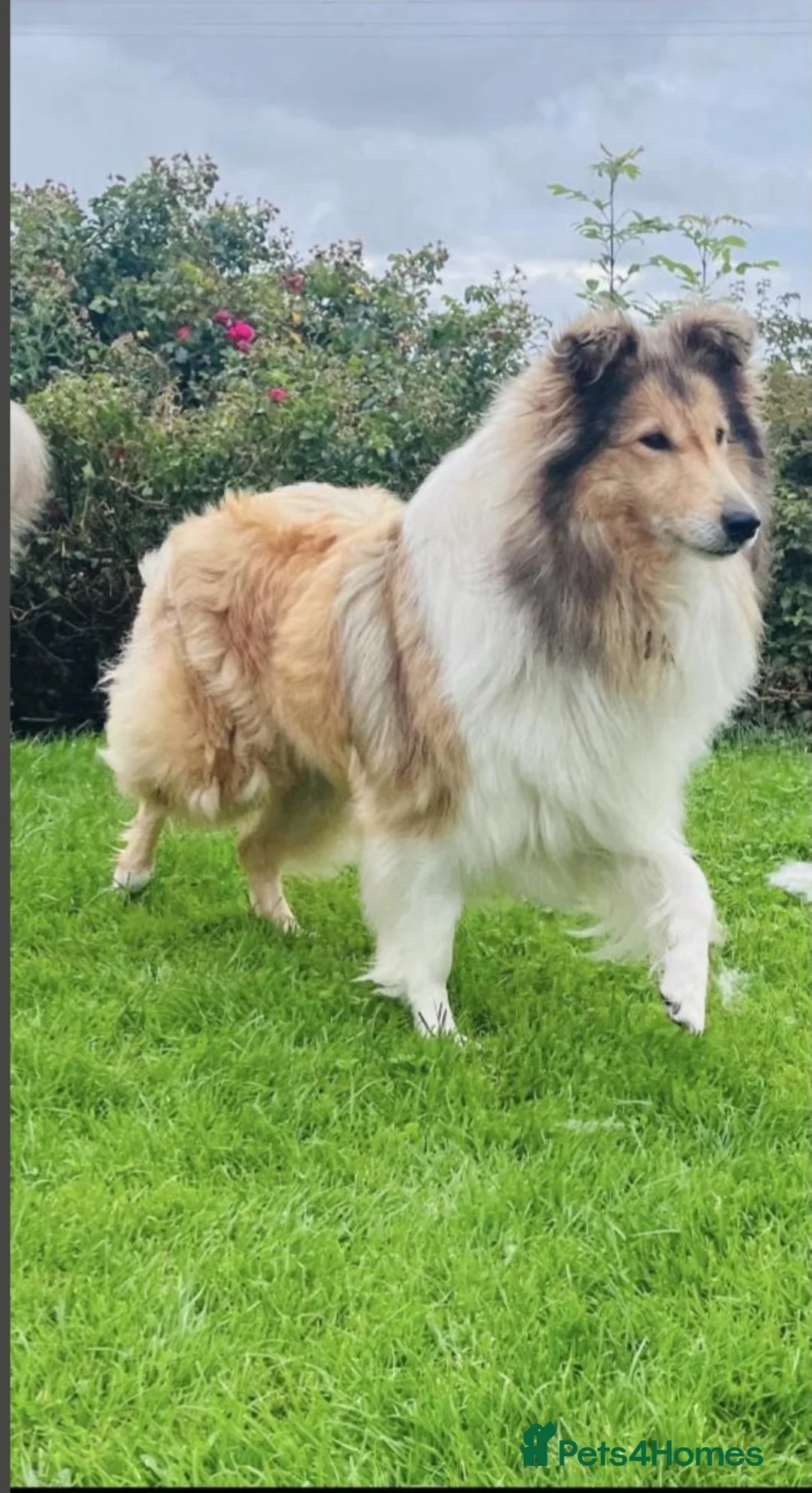 Rough Collie dogs for sale: Beautiful Rough Collie puppy - Advert 1