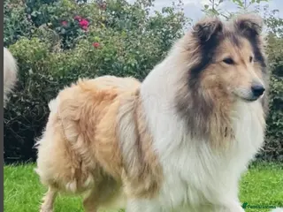 Rough Collie dogs Beautiful Rough Collie puppy - Advert 3