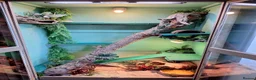 Mixed Breed reptiles for sale: Bearded Dragon and Blue tongue Skink in Halesworth - Advert 2