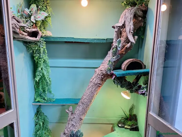 Mixed Breed reptiles for sale: Bearded Dragon and Blue tongue Skink - Advert 2