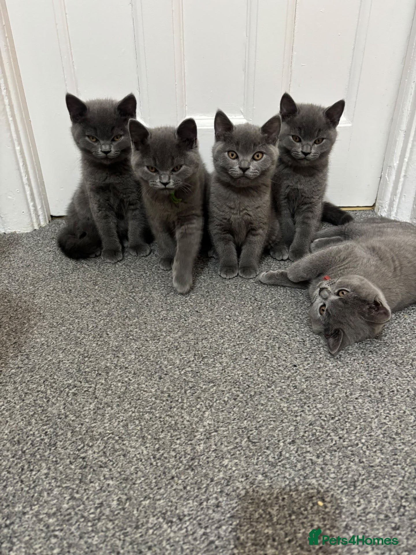 British Shorthair cats for sale: British Shorthairs - Advert 1