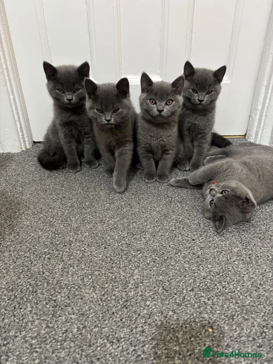 British Shorthair cats for sale: British Shorthairs - Advert 1
