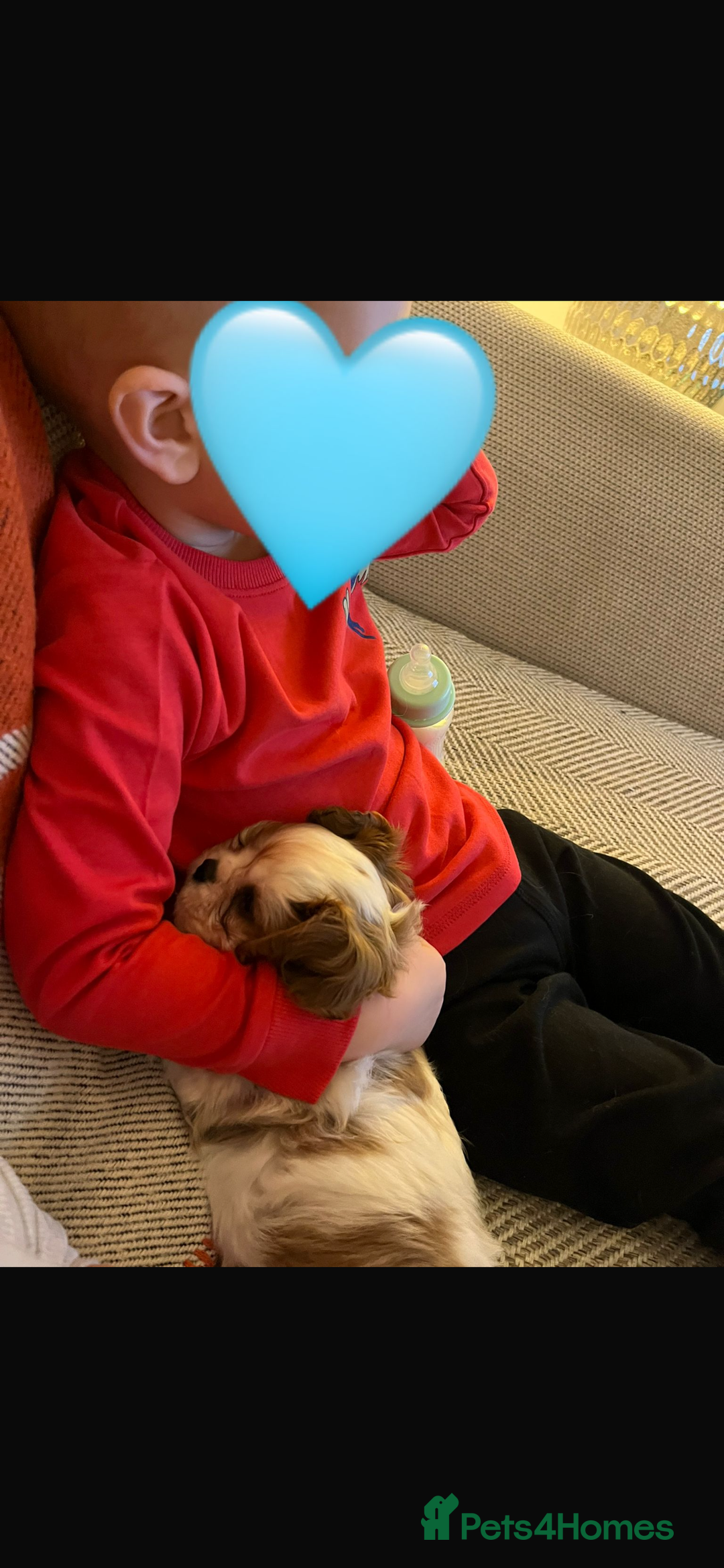 Cavalier King Charles Spaniel dogs for sale: Singleton Blenheim Cavalier Boy – Family Raised - Advert 7