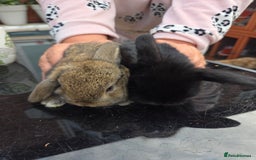 Mini Lop rabbits for sale: Mini lops - Image 5