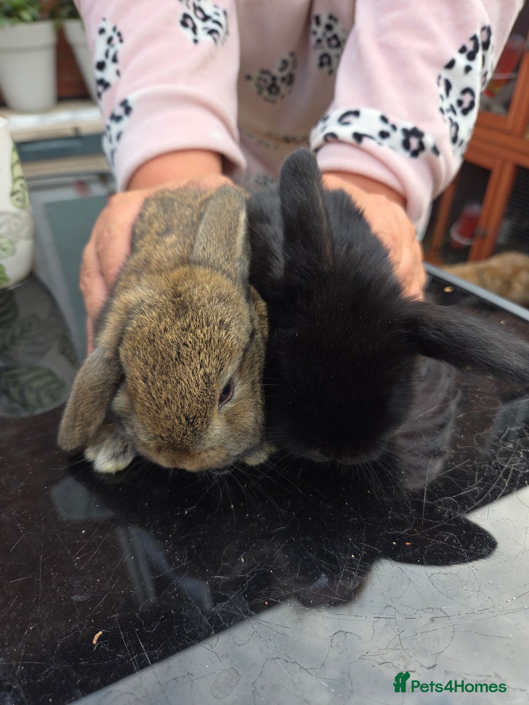 Mini Lop rabbits for sale: Mini lops - Image 5