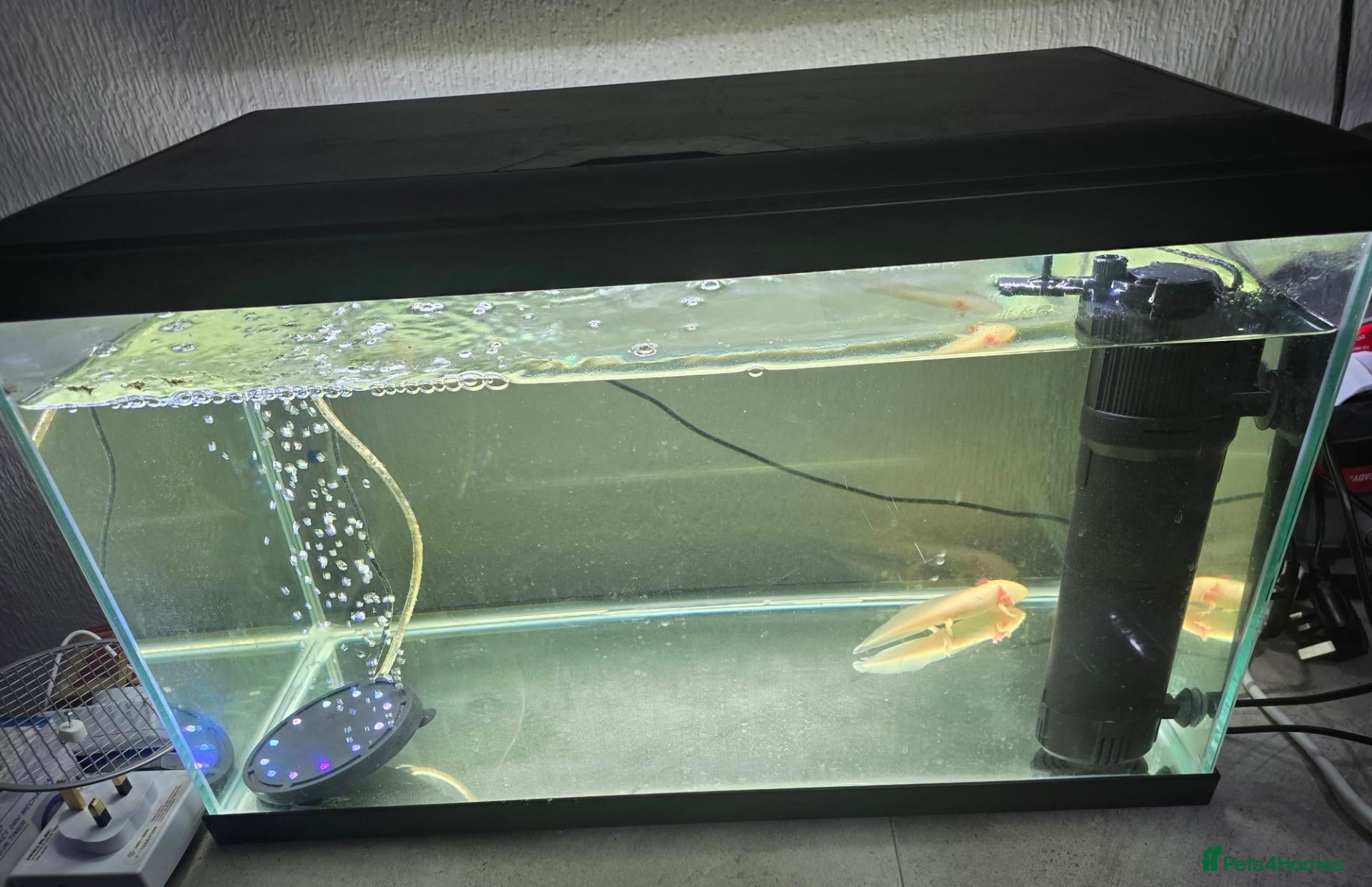 Axolotl reptiles Baby axolotl  - Advert 2
